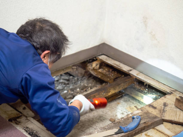 Best Home Mold Removal  in Essex Village, CT