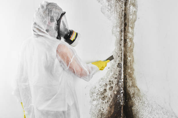 Best Professional Mold Removal  in Essex Village, CT
