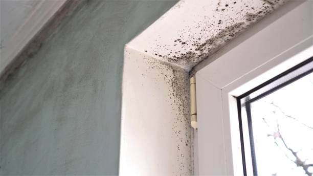 Best Black Mold Removal  in Essex Village, CT