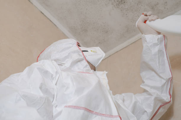 Best Affordable Mold Removal  in Essex Village, CT