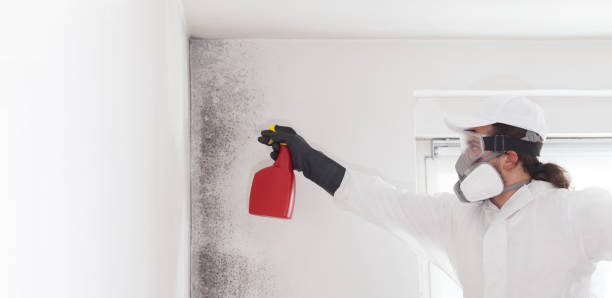 Best Best Mold Removal Companies  in Essex Village, CT