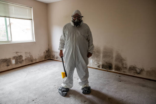 Best Certified Mold Removal  in Essex Village, CT