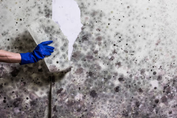 Best Professional Mold Removal  in Essex Village, CT