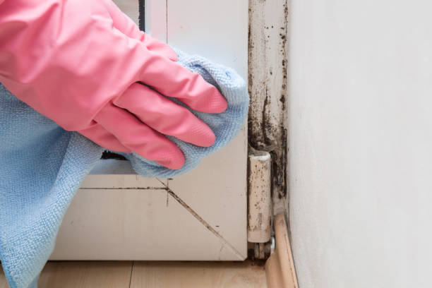Home Mold Removal in Essex Village, CT