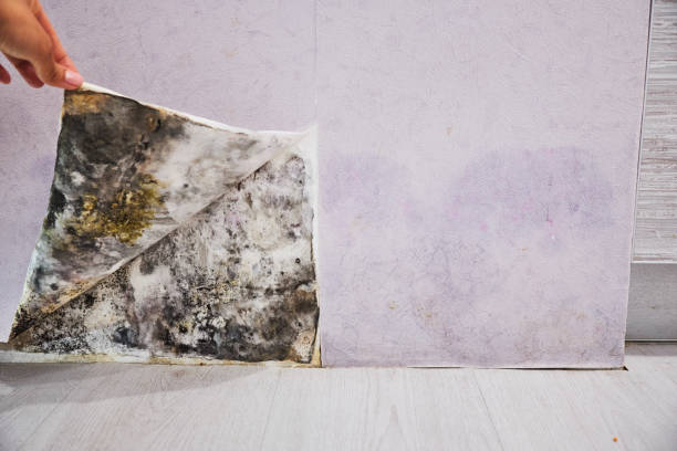 Best Fast Mold Removal  in Essex Village, CT